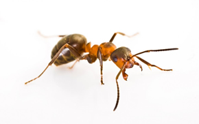 Ant infestation removal