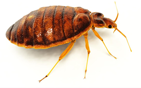 Bedbug problems fixed