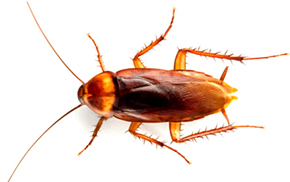 Cockroach clearance