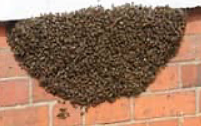 Honey Bee relocation services from Forest Pest Control