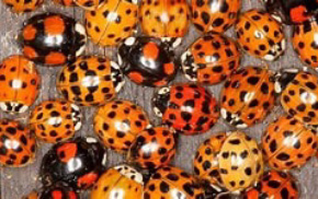 Harlequin Ladybirds treatment and removal