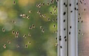 Cluster Fly treatment and removal