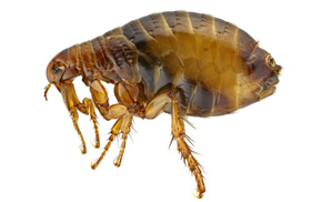 Flea infestation