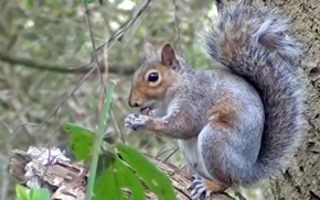 Squirrel clearance