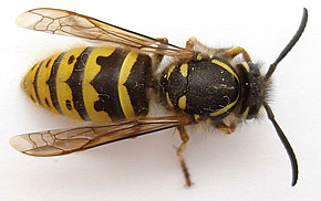 Insect removal from Forest Pest Control